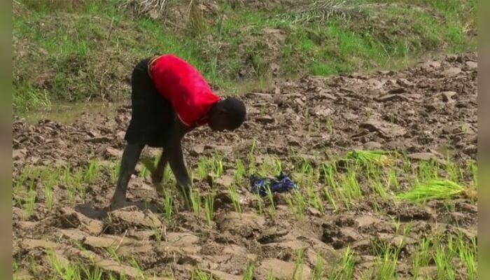 Chibok Mothers Turn to Farming to Rebuild Lives After Abductions
