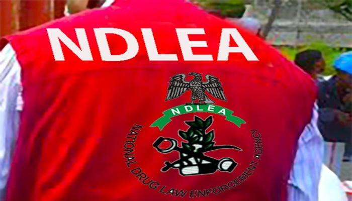 NDLEA Arrests 56 in Major Crackdown on Kano Drug Joints