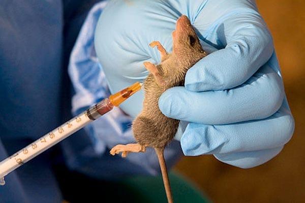 Lassa Fever Outbreak Exposes Critical Gaps in Nigeria's Public Health Defenses