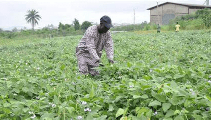 NIMET Warns Nigerian Farmers: 'Deceptive' February Rains Are Not a Signal to Plant